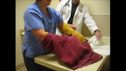 10 Angry Cats at the Vet Compilation