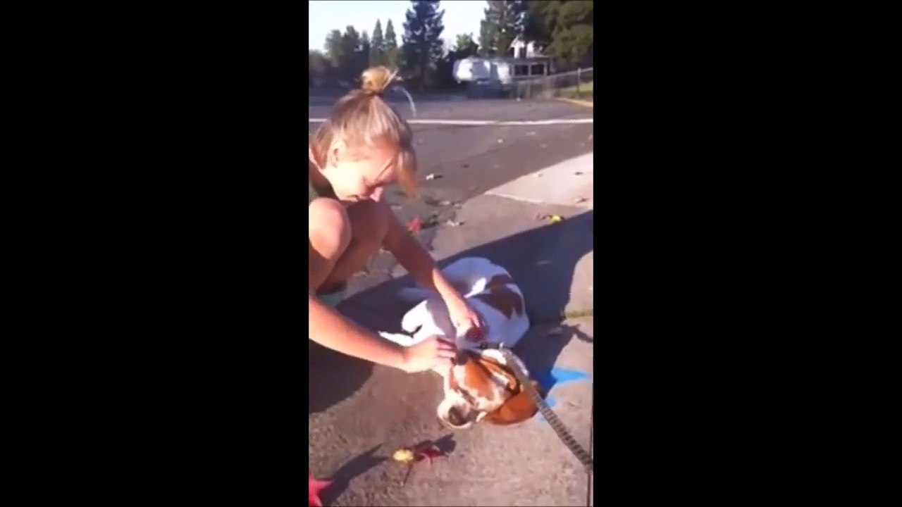 10 Funniest Basset Hound Videos