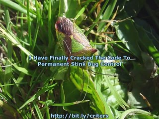Stink Bug Control.mp4