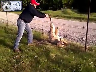 Спасение волка Мужик отрезал.