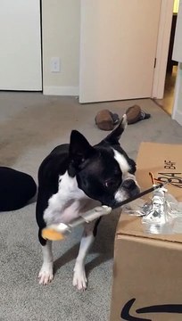 Comment troller son chien