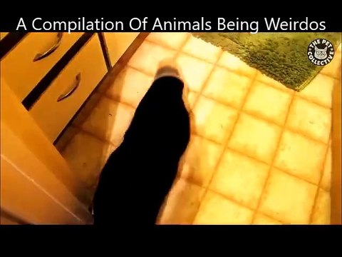 Des animaux de compagnie très bizarres et un peu fou - Compilation de chiens et chats