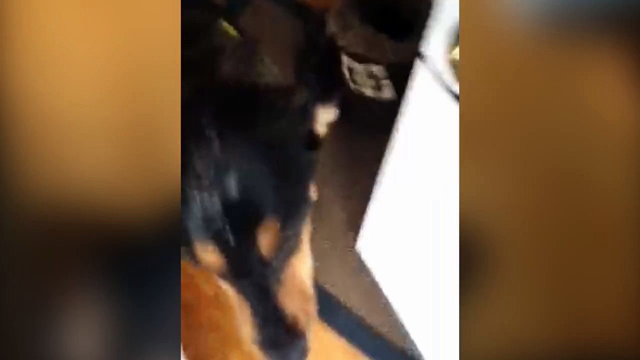 Ce chien coupable n'arrive pas à cacher qu'il était sur le canapé...