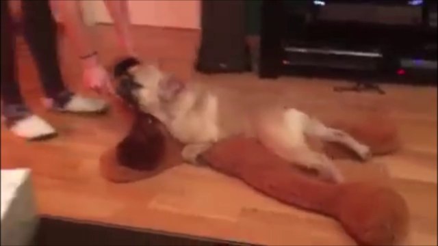Grande histoire d'amour entre un chien et sa peluche géante... Laissez-le finir!!!