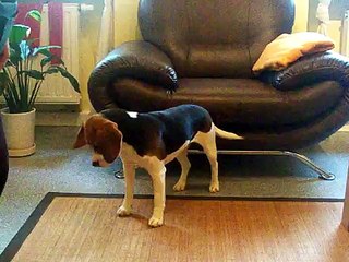 Beagle Zorra beim Trickdoging / Clickertraining.MOV