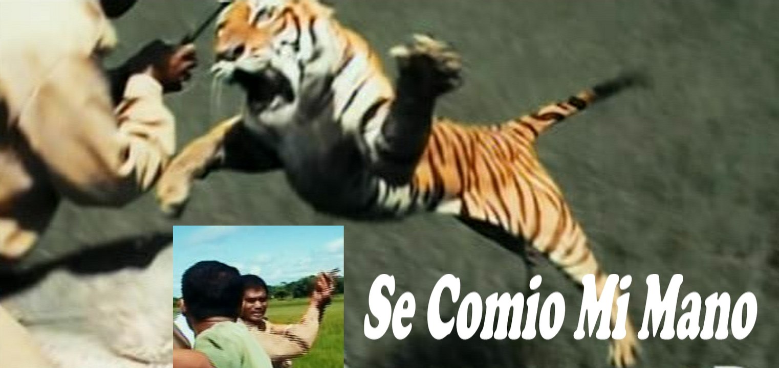 ¡¡¡ El Tigre Se Comio Mi Mano !!! Tiger My Hand ate !!!