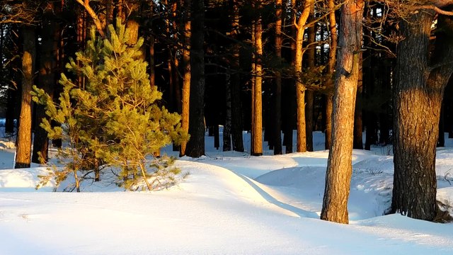 Зимний Балтийский берег в лучах заката