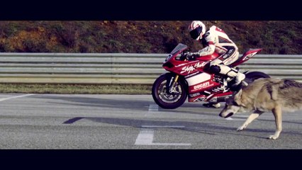 Ducati Panigale - Moto and Wolf