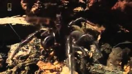 Najgrozniejszy Jad Świata [Lektor PL][Film Dokumentalny]