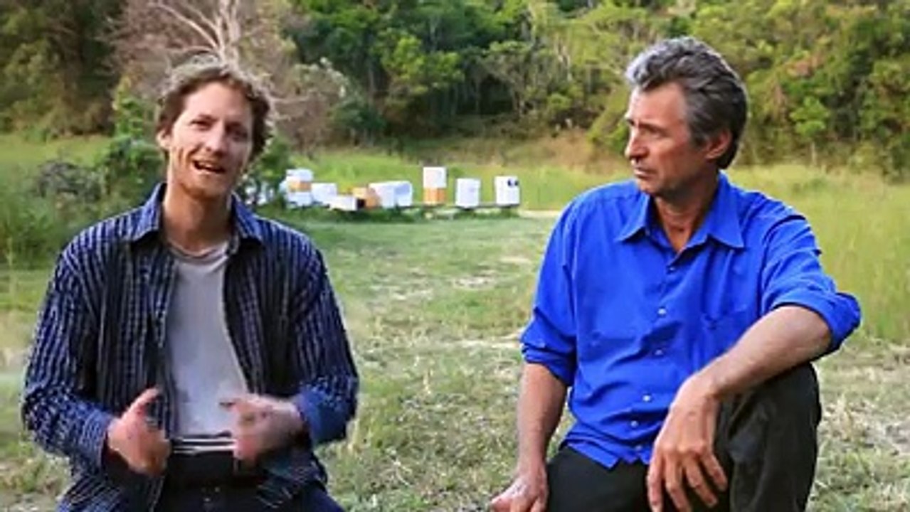 how to feed bee