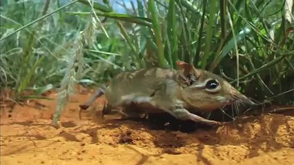 biggest jumping spider make a leap