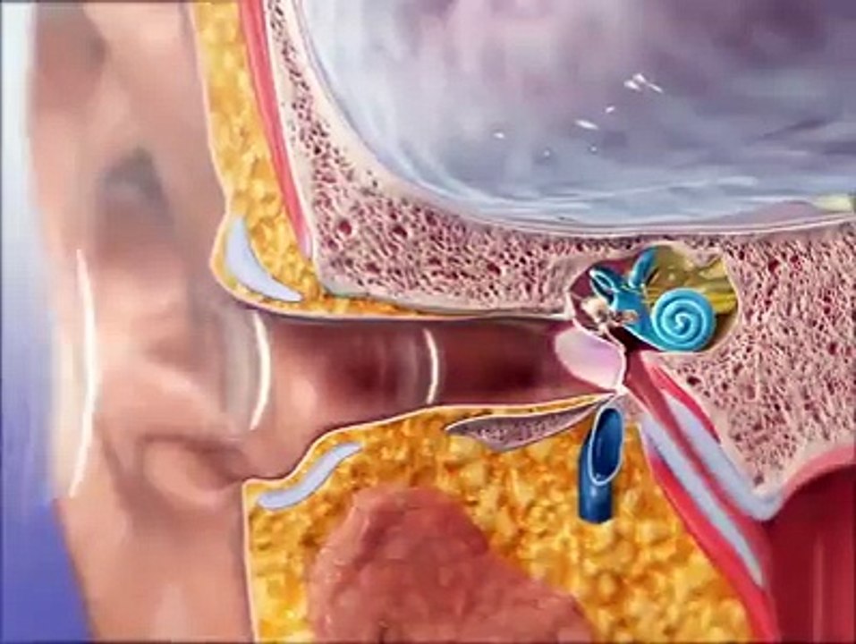 How our ears listen