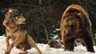 Grizzly Bears vs Wolves / Bear Fights Wolf [Animal Nature Wildlife Documentary Full]
