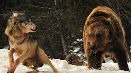 Grizzly Bears vs Wolves / Bear Fights Wolf [Animal Nature Wildlife Documentary Full]