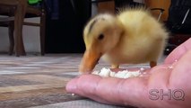 I Are Cute Duckling AWW - Funny Baby Duck Animall