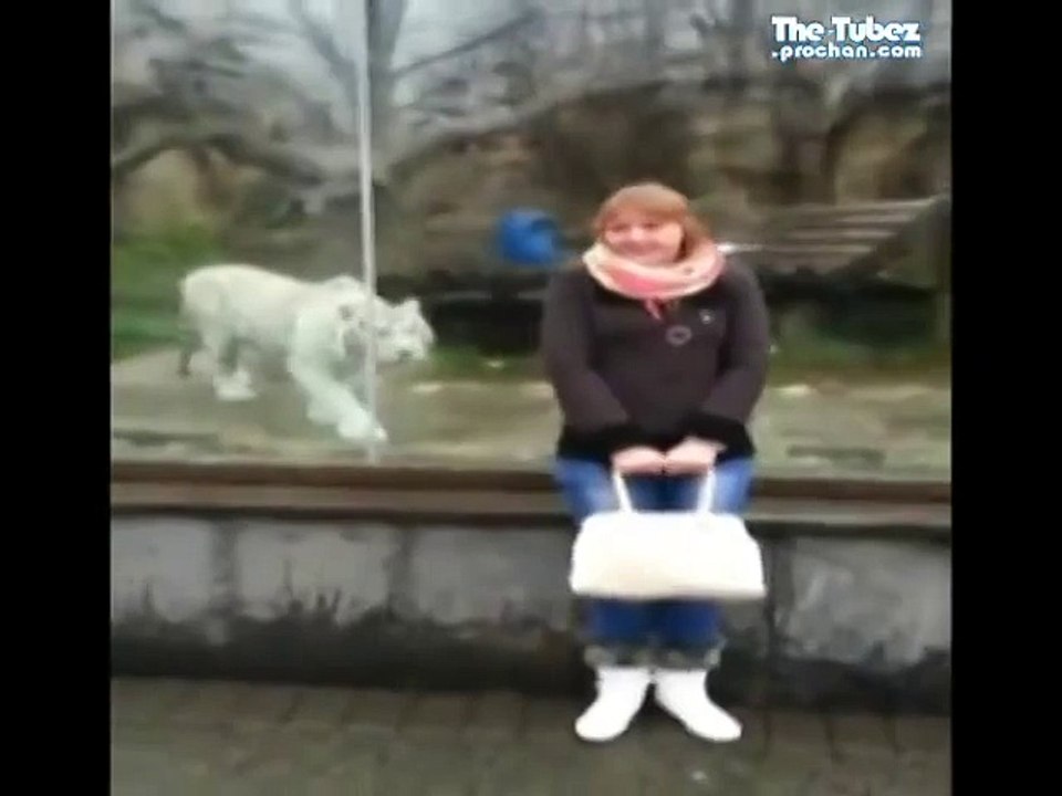 funny tiger prank