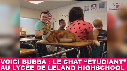 Voici Bubba : Le chat "étudiant" au lycée de Leland Highschool ! Tout de suite dans la minute chat #120 !