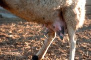 Dört Memeli Koyun, Veterineri Bile Şaşırttı! İnek Gibi Süt Veriyor