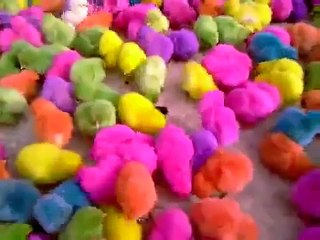 Belfort : Condamnée pour avoir vendu des poussins colorés pour Pâques!