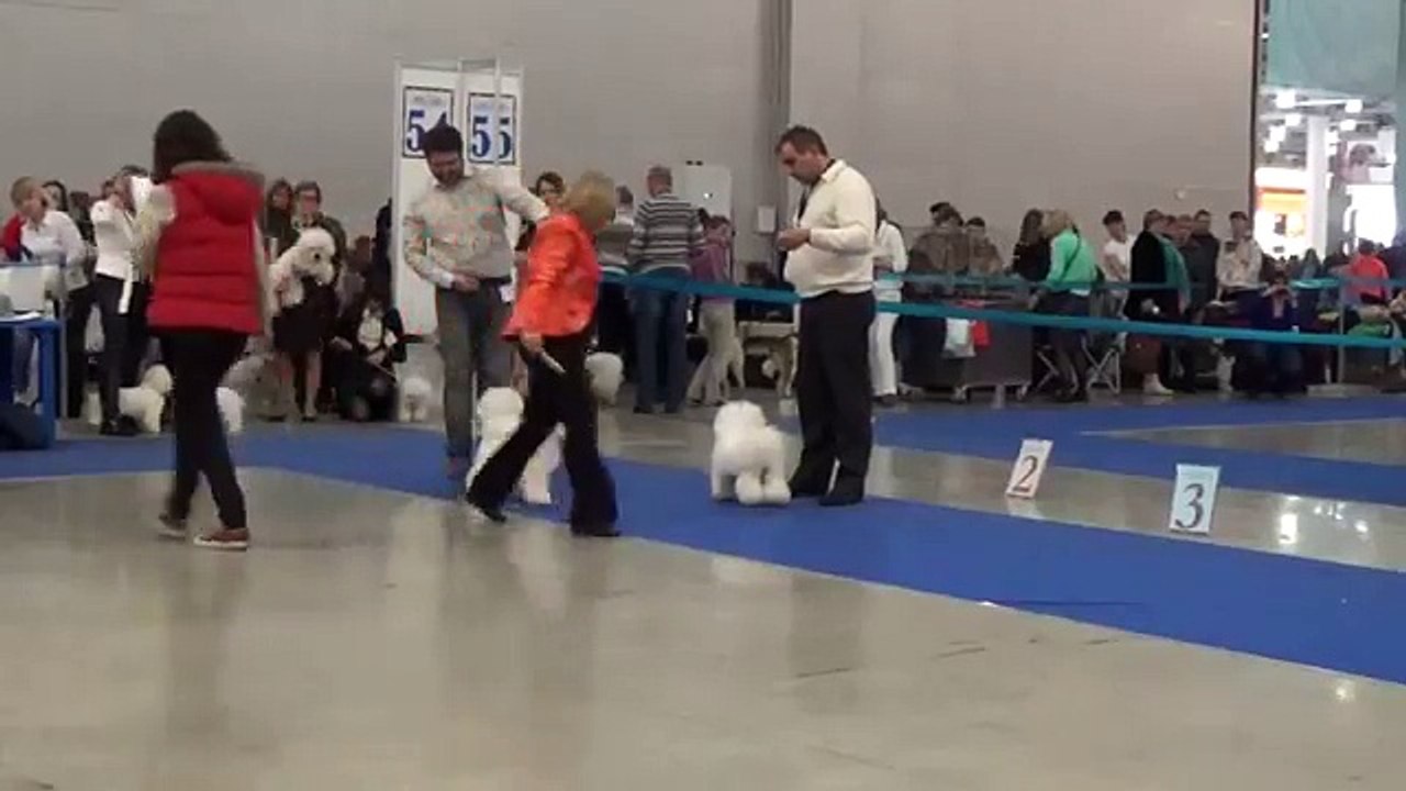 "Eurasia-1" in Moscow on 21 March 2015. The ring Bichon Frise.