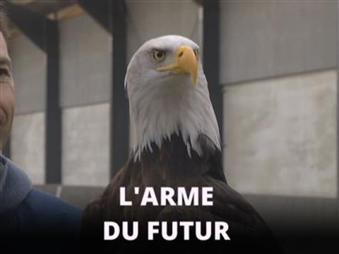 Les Pays-Bas dressent des aigles anti-drones