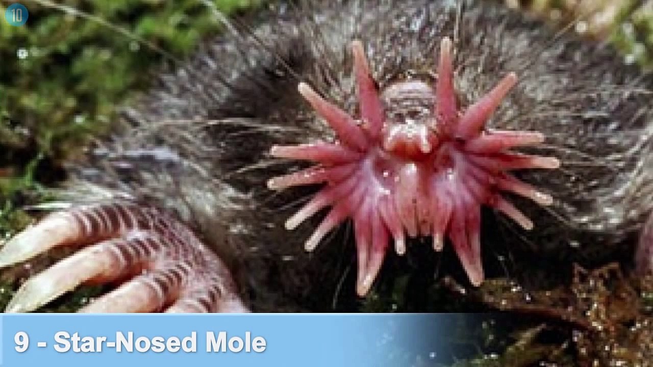 Top 10 Scary Animals You Won’t Believe Exist