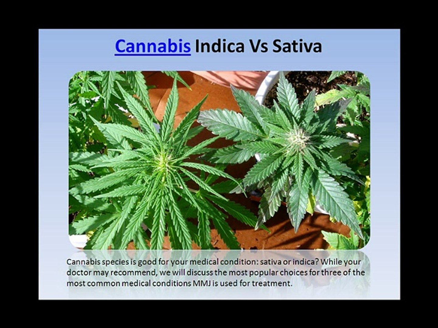 ⁣Cannabis Indica Vs Sativa