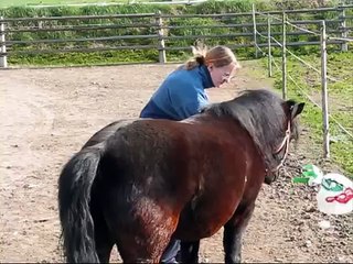 Clickertraining mit Asterix