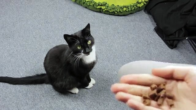 Clickertraining mit Katzen: Übung Sitz