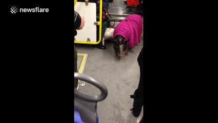 A pig takes the Tube