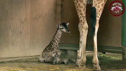 Les premiers pas d'un girafon