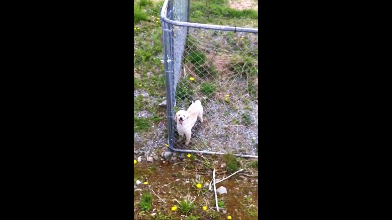 10 Funniest Poodle Videos