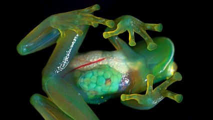 Top 10 Amazing Transparent Animals on Earth