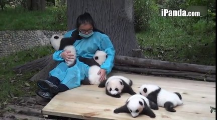 5 panda cubs receiving love from keeper