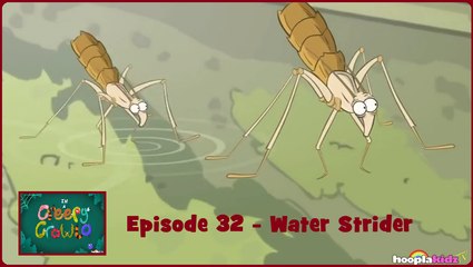 I'm a Creepy Crawly - Episode 32 - Water Strider