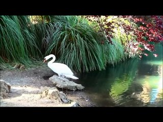 Лебединая песнь