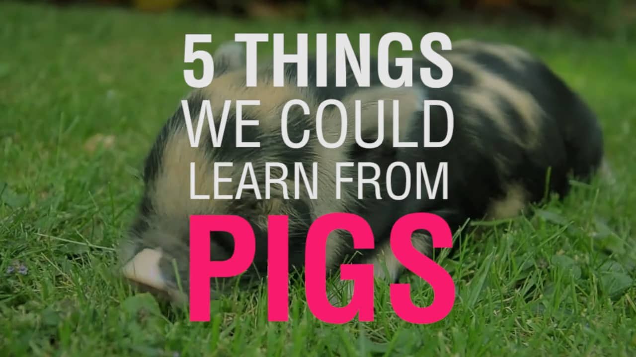 5 things we could learn from pigs
