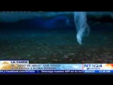 El dedo de hielo, fenómeno natural que amenaza la fauna y la flora marina del océano antártico