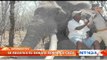 Polémica en Zimbabue: cazador alemán abate a uno de los elefantes más grandes del mundo