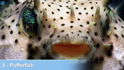 Top 10 Disgusting Things People Actually Eat