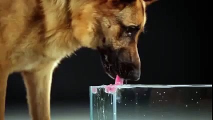Un chien qui boit au ralenti, c'est très impressionnant