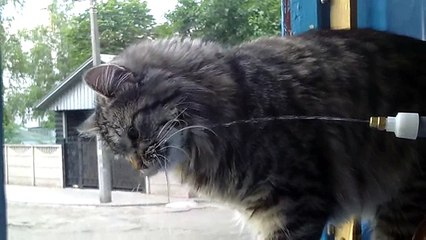 Пьющие котики Drinkers cat