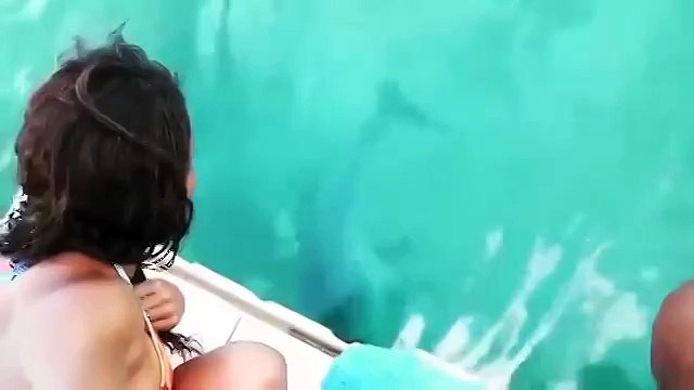 Девушка уронила телефон, но заботливый дельфин вернул ей его обратно