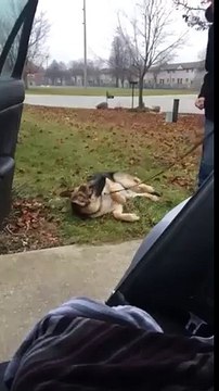 Ce berger allemand déteste la voiture... Impossible de le faire monter dedans