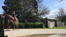 Headbanging Giraffes