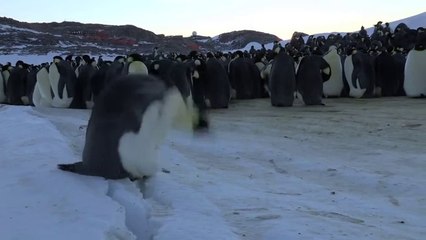 Ozzy Man Reviews- The Lives of Animals