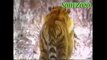 Wild animals hunting dog. Pit bull vs tiger. Leopard attack guard dogs. Mountain lion vs dog