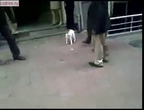 Нападение озверевшего кота на крупную собаку!! Смотреть до конца!