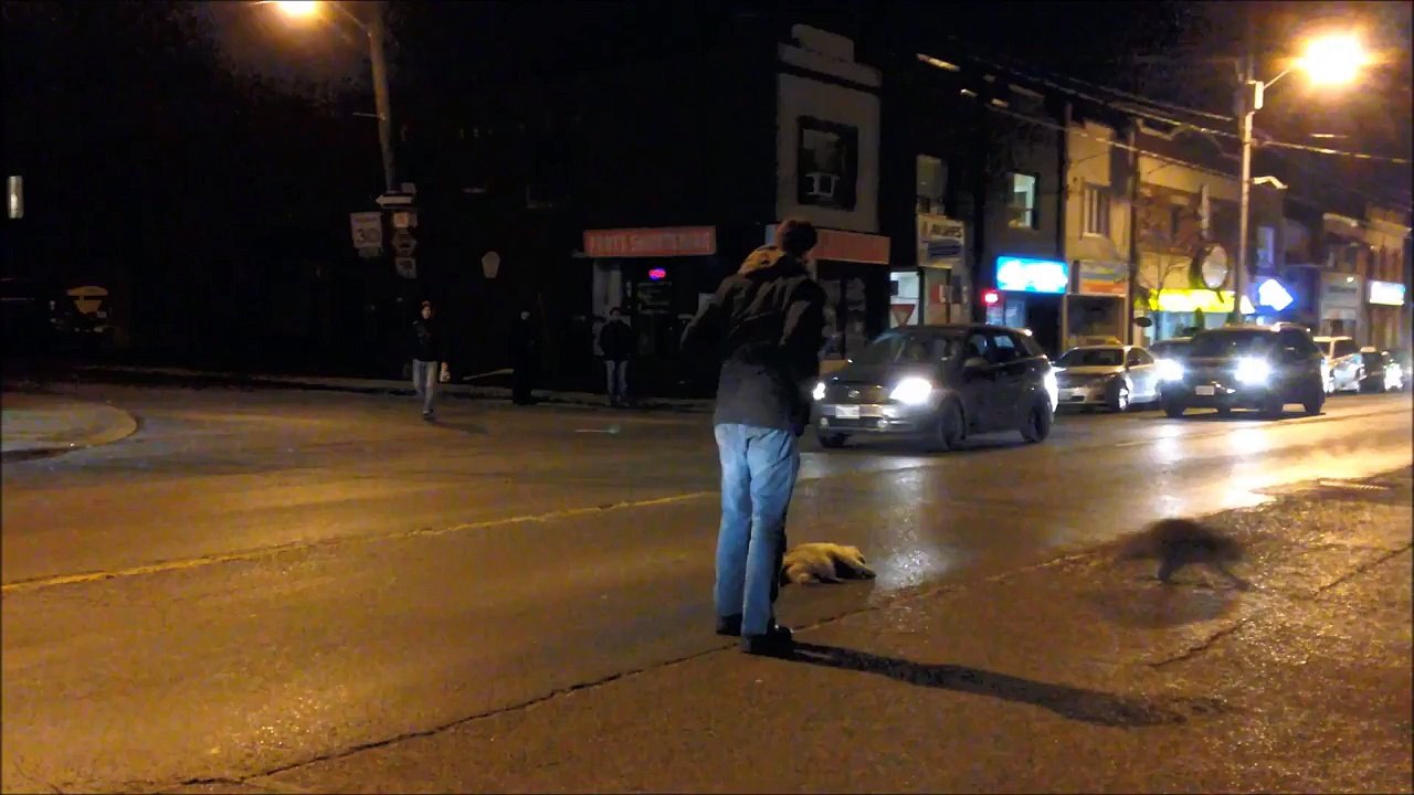 Un raton laveur tente de réveiller son ami mort