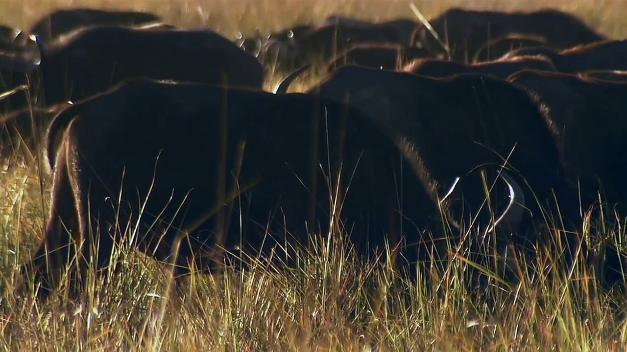 Deadly Instinct: Lions